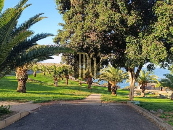 Path winding through a palm-tree park with green grass toward the ocean on a sunny day