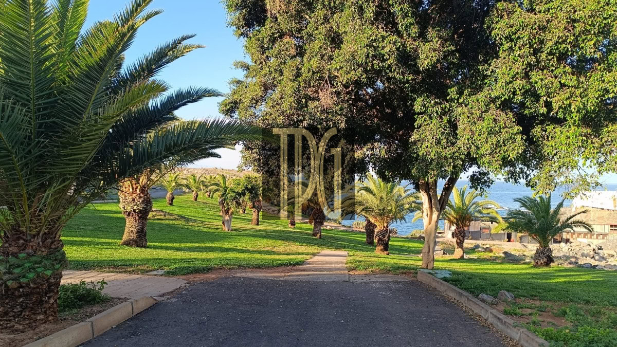 Path winding through a palm-tree park with green grass toward the ocean on a sunny day