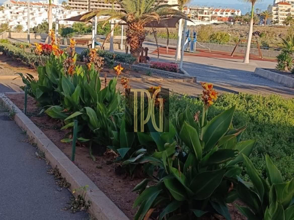 Park sidewalk with flowerbeds and palm trees under a clear blue sky, benches in the background.