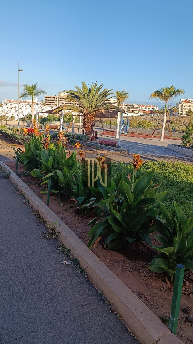 Park sidewalk with flowerbeds and palm trees under a clear blue sky, benches in the background.