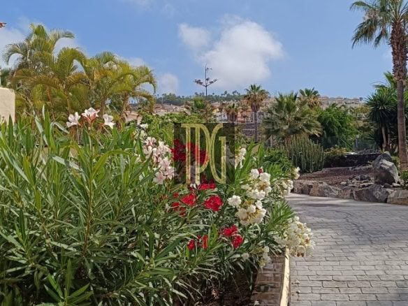Raised garden bed with white and red oleander flowers along a paved pedestrian path under a blue sky with palm trees in the background