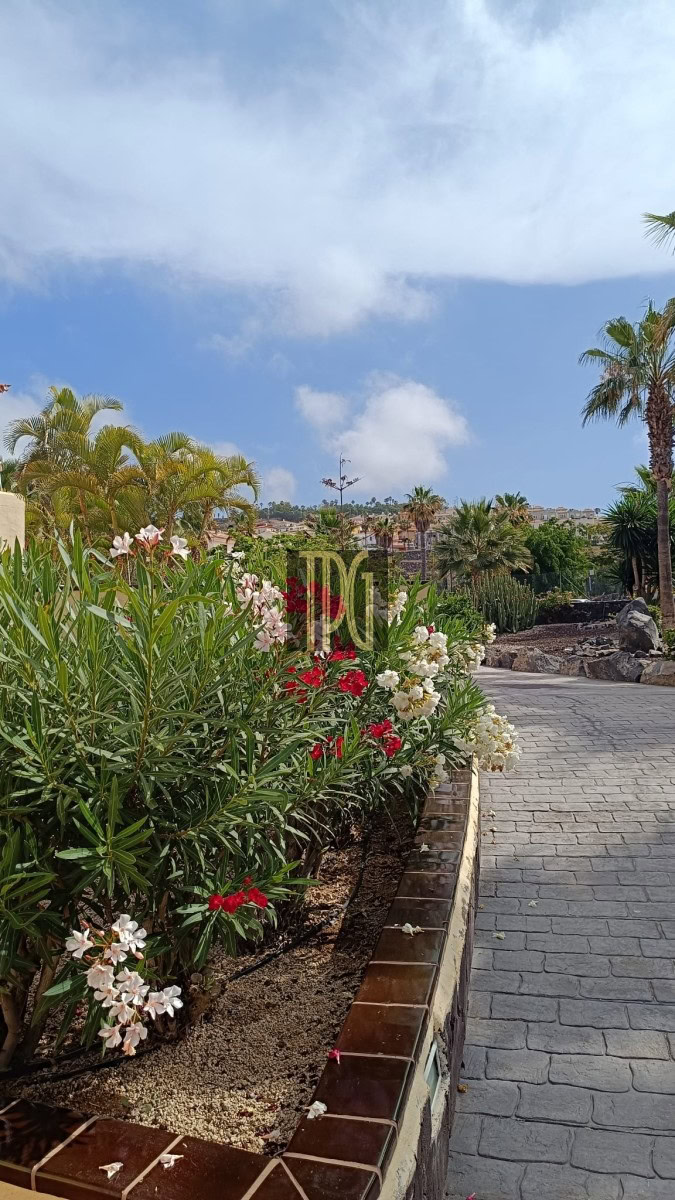 Raised garden bed with white and red oleander flowers along a paved pedestrian path under a blue sky with palm trees in the background